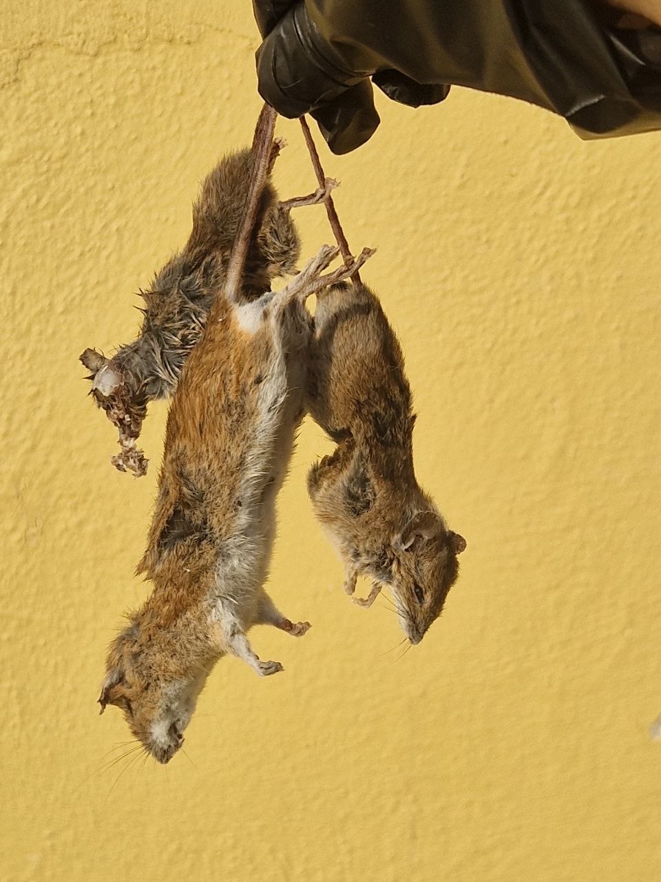 Death by flauschig